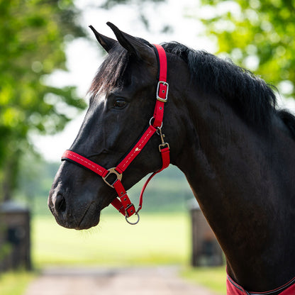 Cabezada de cuadra Head collar Oakleigh QHP para equitación - vista 6