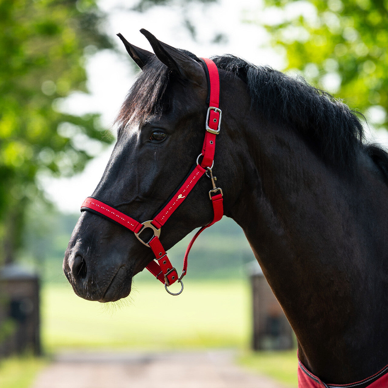 Cabezada de cuadra Head collar Oakleigh QHP para equitación - vista 30