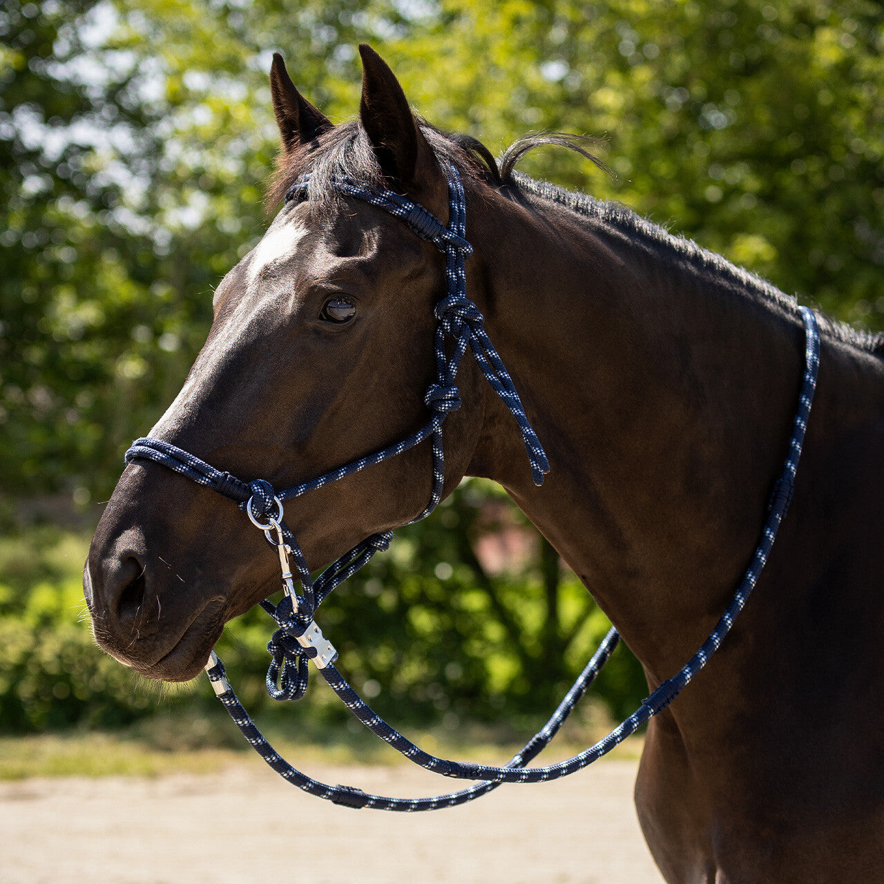 Cabezada de cuadra Rope halter Aubree con rein QHP para equitación - vista 32