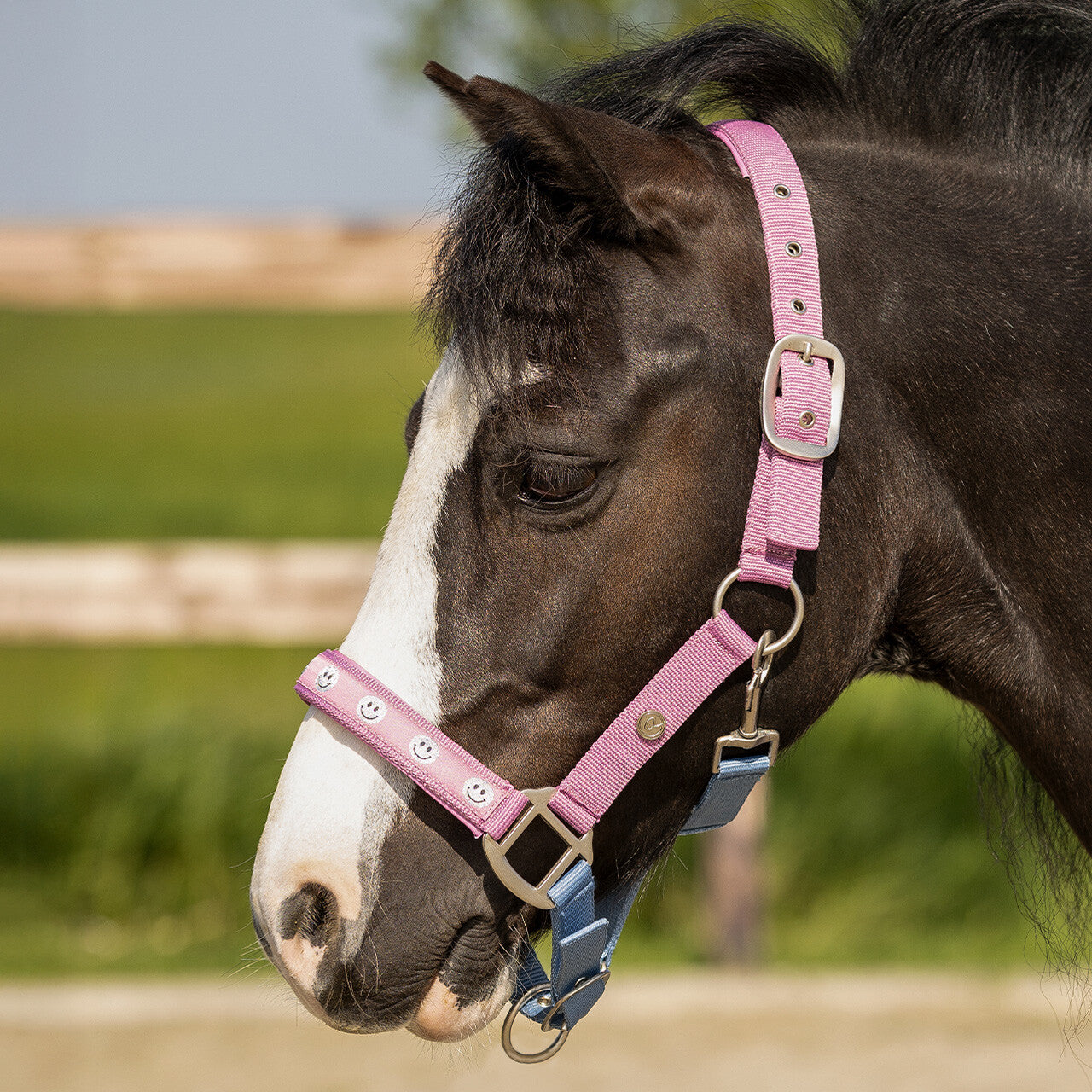 Cabezada de cuadra Head collar Rosalynn QHP para equitación - vista 26
