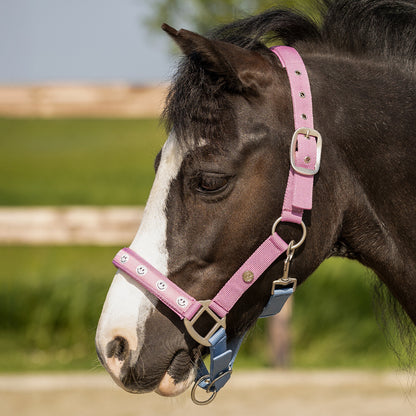 Cabezada de cuadra Head collar Rosalynn QHP para equitación - vista 6