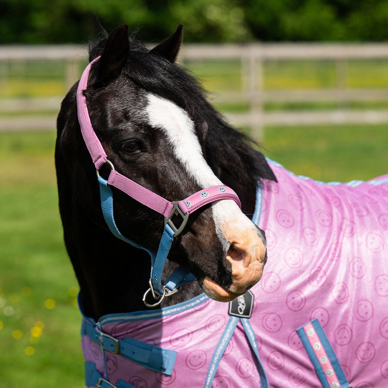 Cabezada de cuadra Head collar Rosalynn QHP para equitación - vista 11