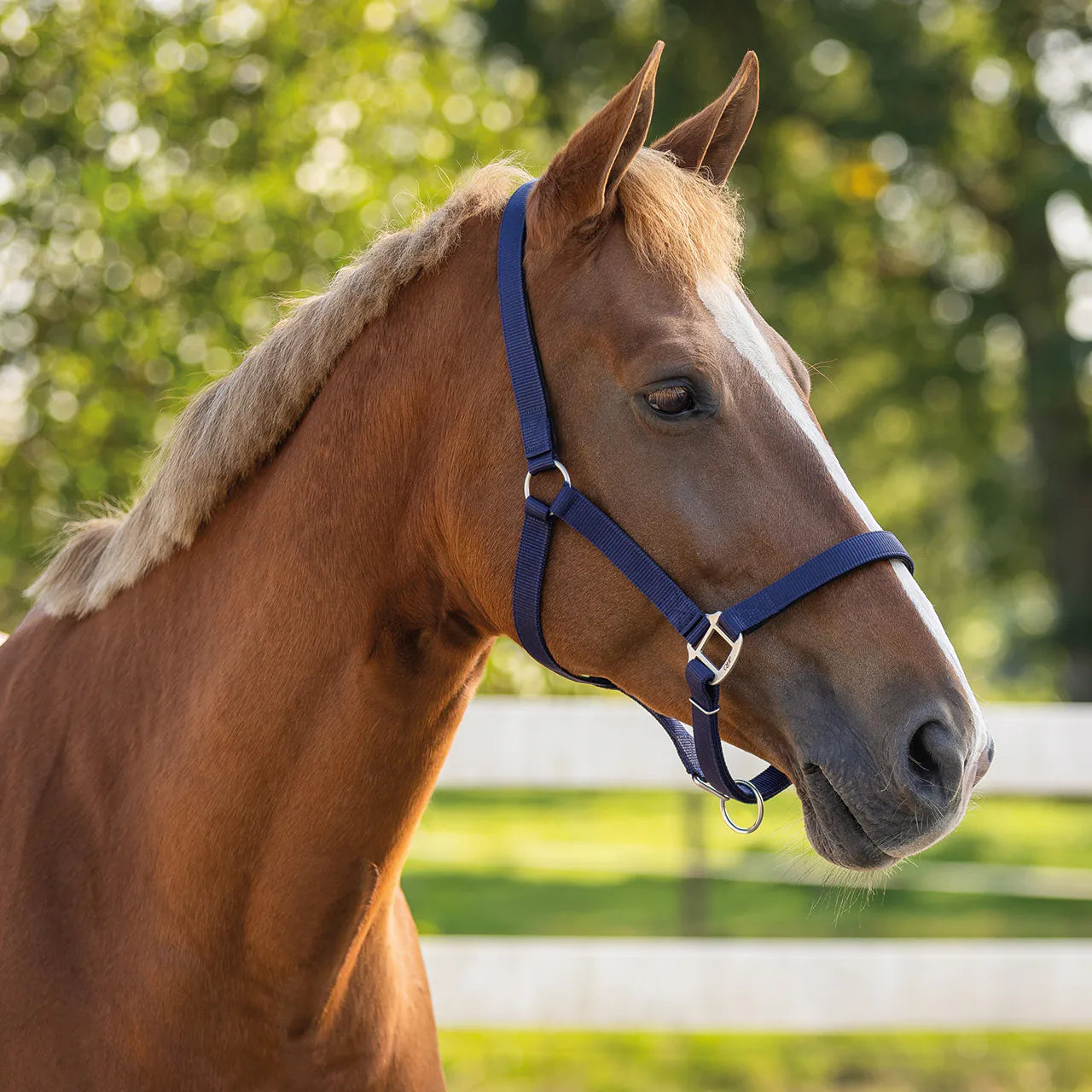 Cabezada de cuadra Head collar con forro QHP para equitación - vista 20