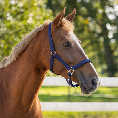 Cabezada de cuadra Head collar con forro QHP para equitación - vista 31
