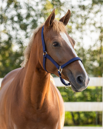 Cabezada de cuadra Head collar con forro QHP para equitación - vista 29