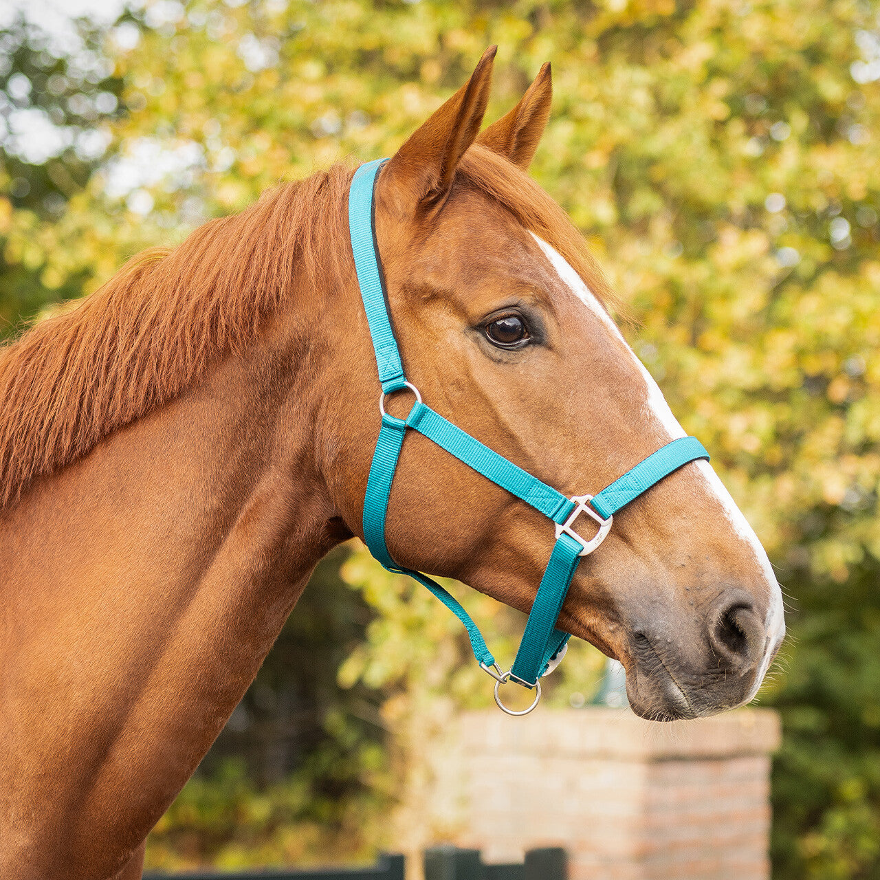Cabezada de cuadra Head collar con forro QHP para equitación - vista 37
