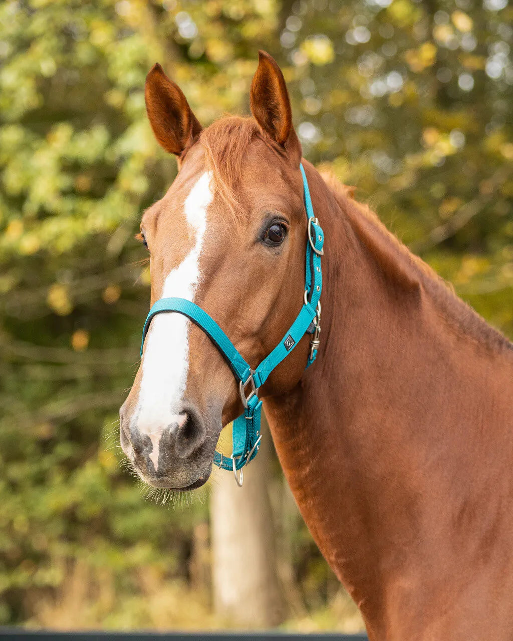 Cabezada de cuadra Head collar con forro QHP para equitación - vista 10