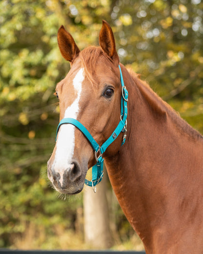 Cabezada de cuadra Head collar con forro QHP para equitación - vista 38