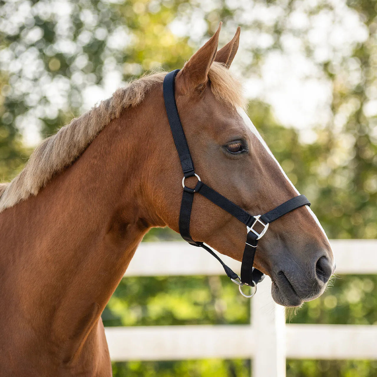 Cabezada de cuadra Head collar con forro QHP para equitación - vista 14