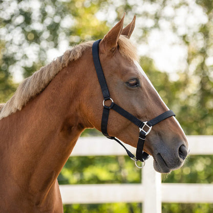 Cabezada de cuadra Head collar con forro QHP para equitación - vista 14