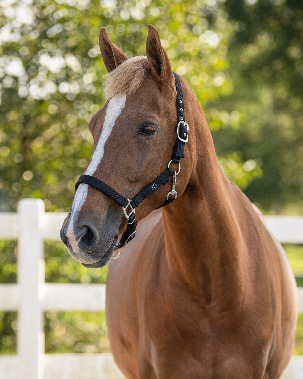 Cabezada de cuadra Head collar con forro QHP para equitación - vista 15