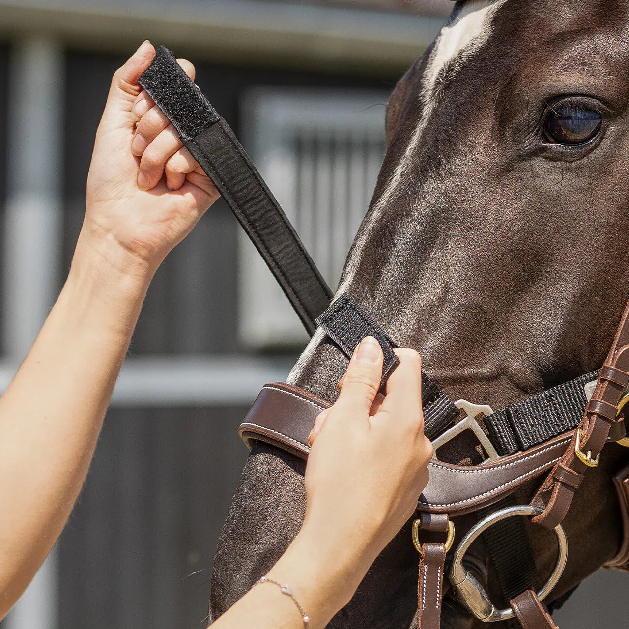 Cabezada de cuadra Tack up halter QHP para equitación - vista 6