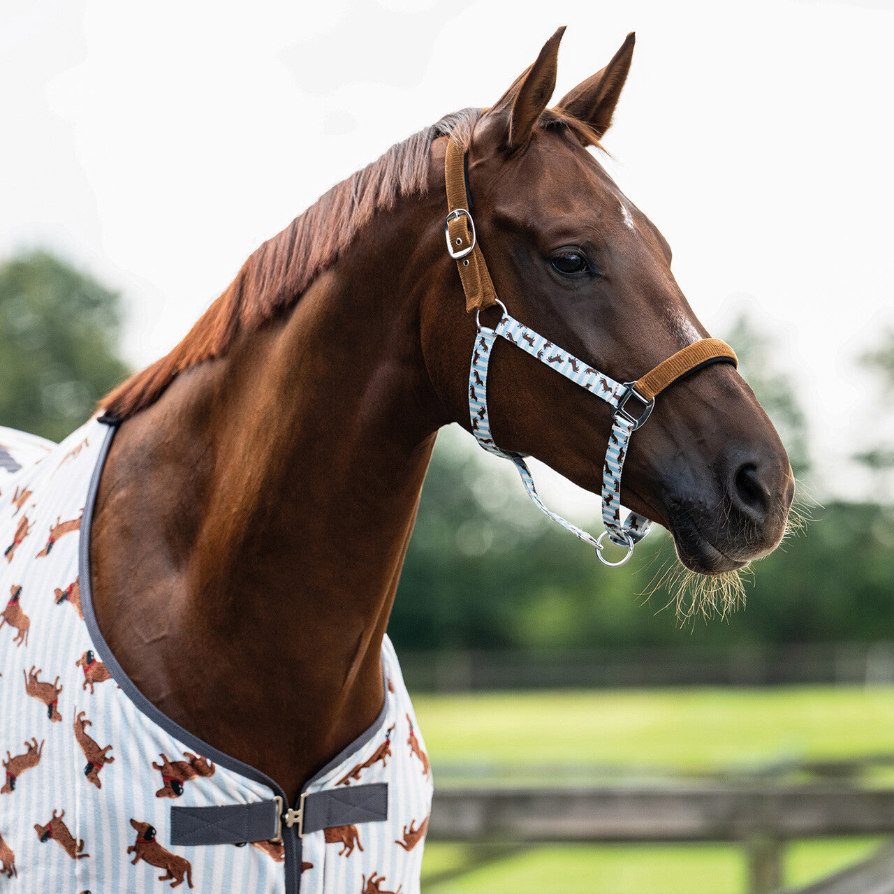 Cabezada de cuadra Head collar set Stable buddy QHP para equitación - vista 17