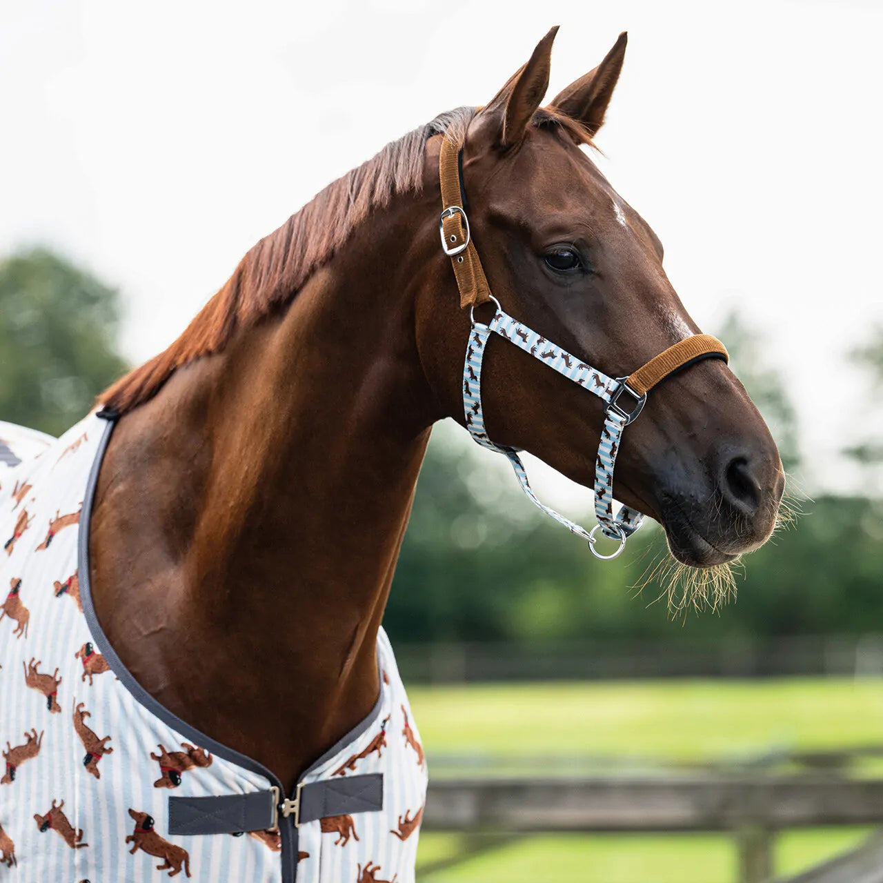 Cabezada de cuadra Head collar set Stable buddy QHP para equitación - vista 18