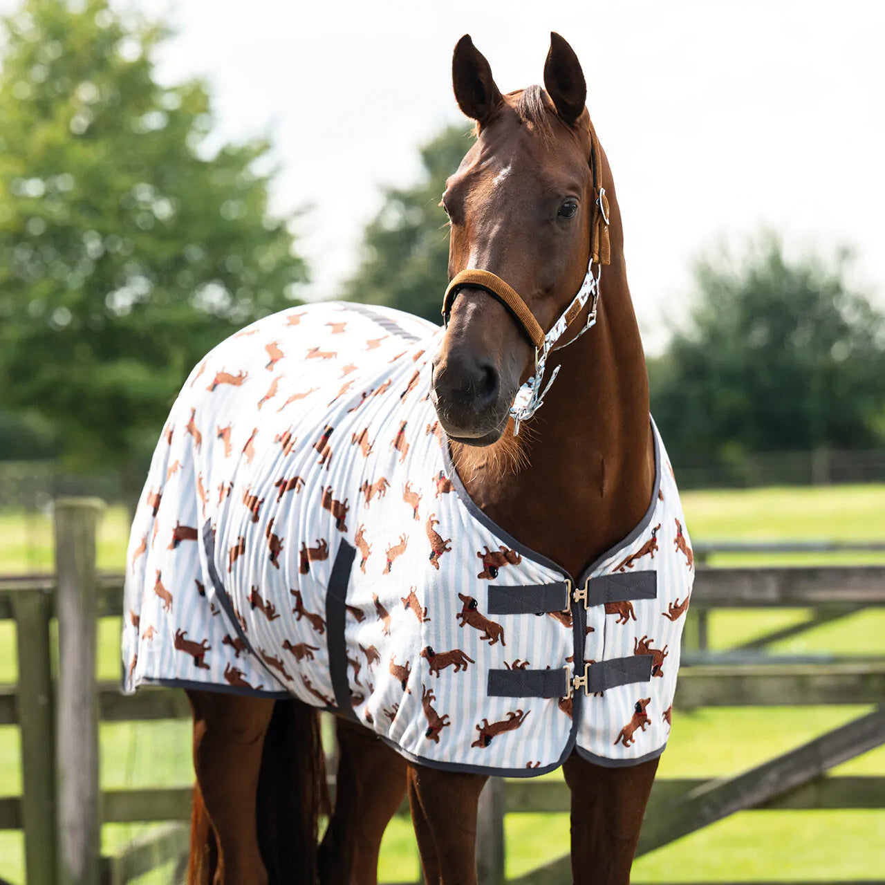 Cabezada de cuadra Head collar set Stable buddy QHP para equitación - vista 20