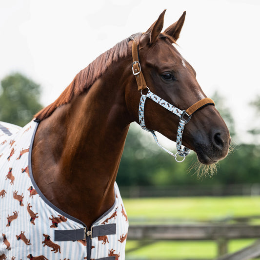 Cabezada de cuadra Head collar set Stable buddy QHP para equitación