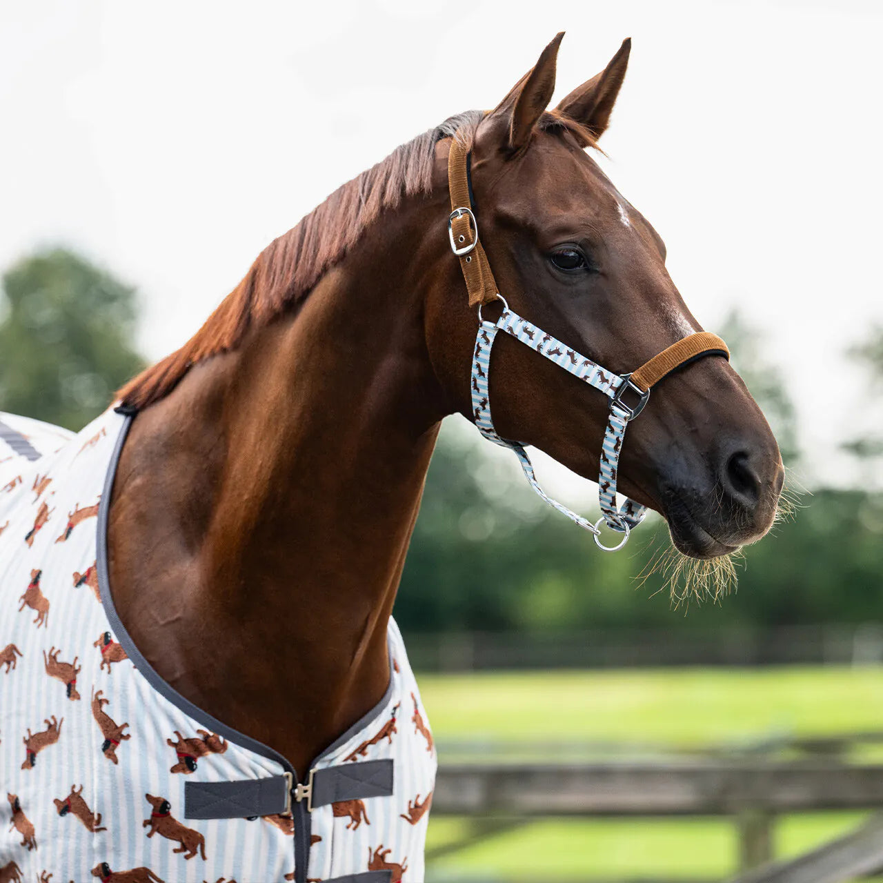 Cabezada de cuadra Head collar set Stable buddy QHP para equitación - vista 2