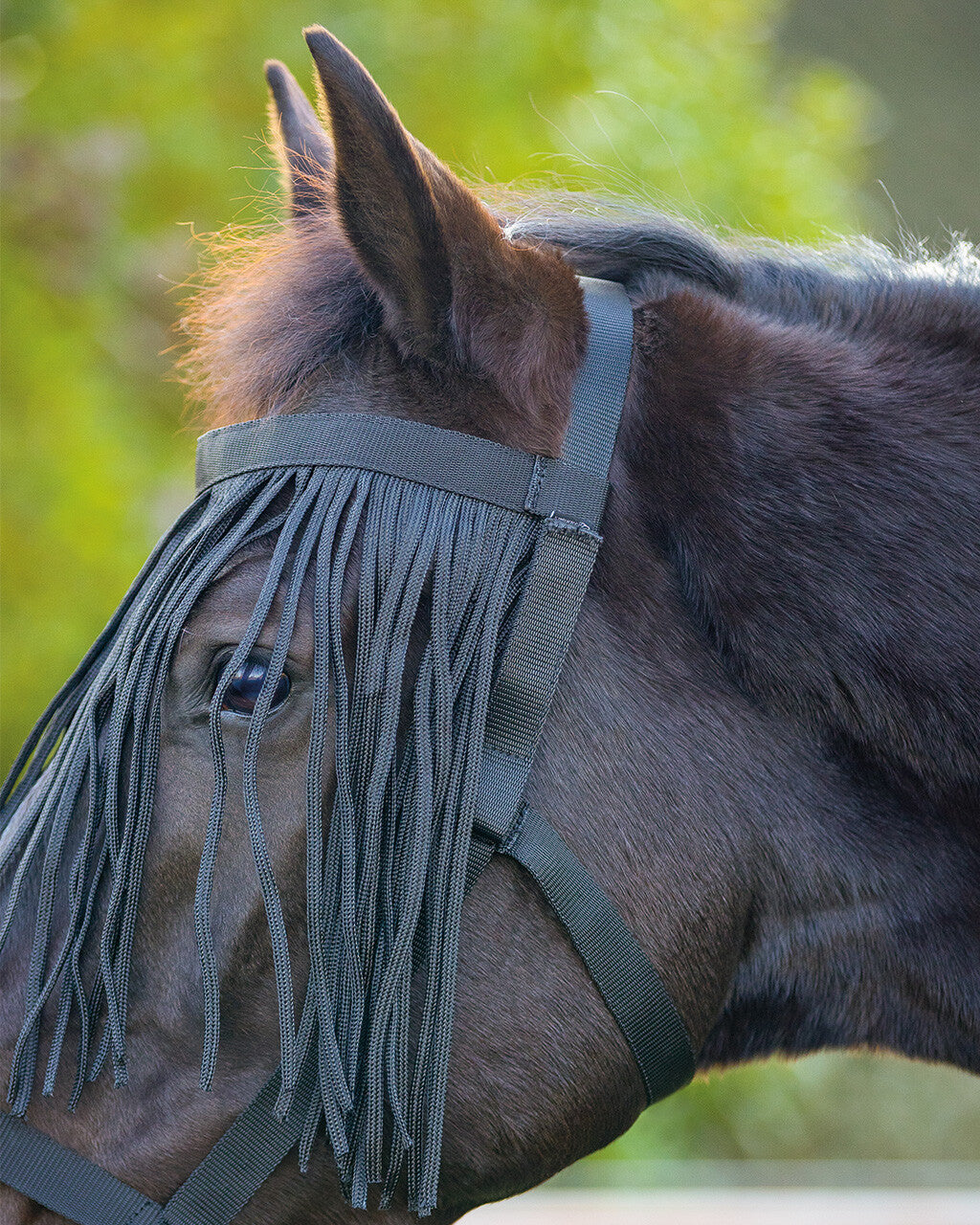 Flecos antimoscas Field head collar con fly fringe QHP para equitación - vista 14
