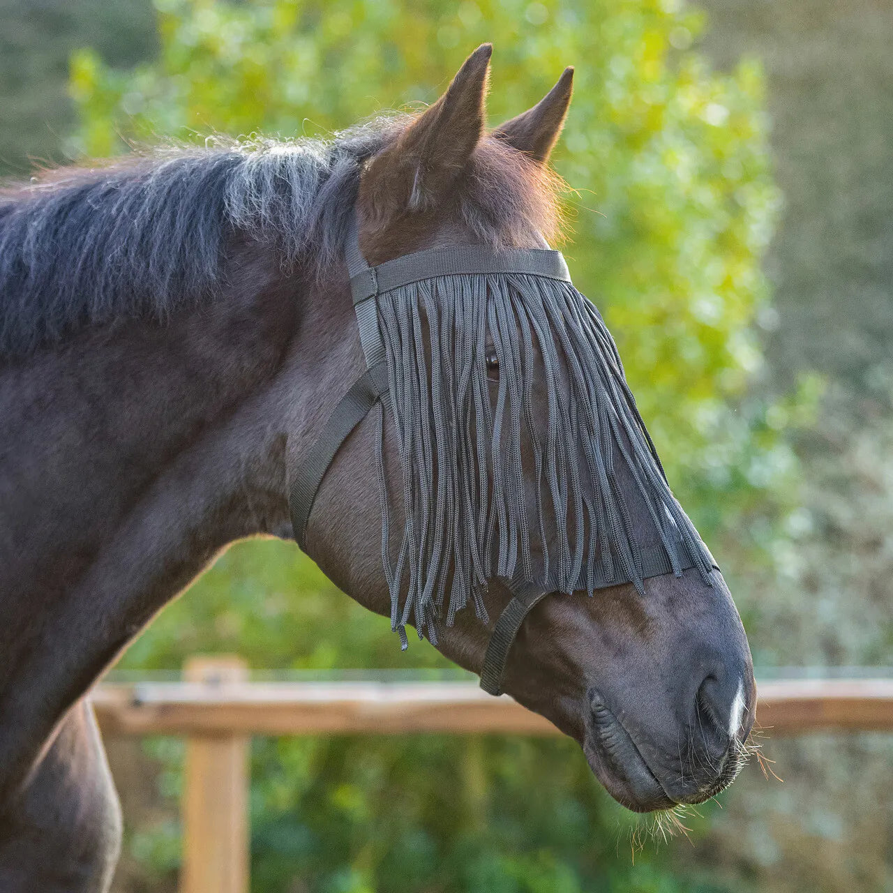 Flecos antimoscas Field head collar con fly fringe QHP para equitación - vista 6