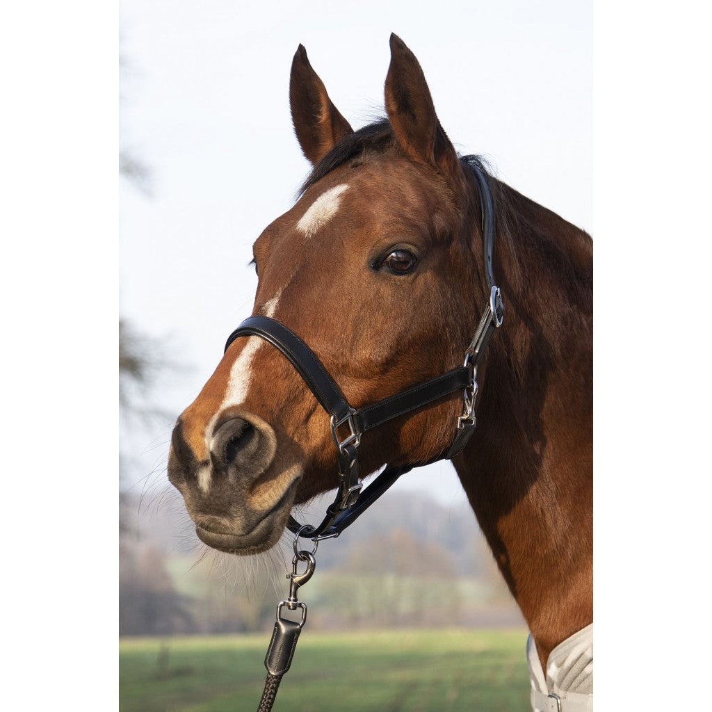 Leather Halter HKM Leather Head Collar Economic detalle 2