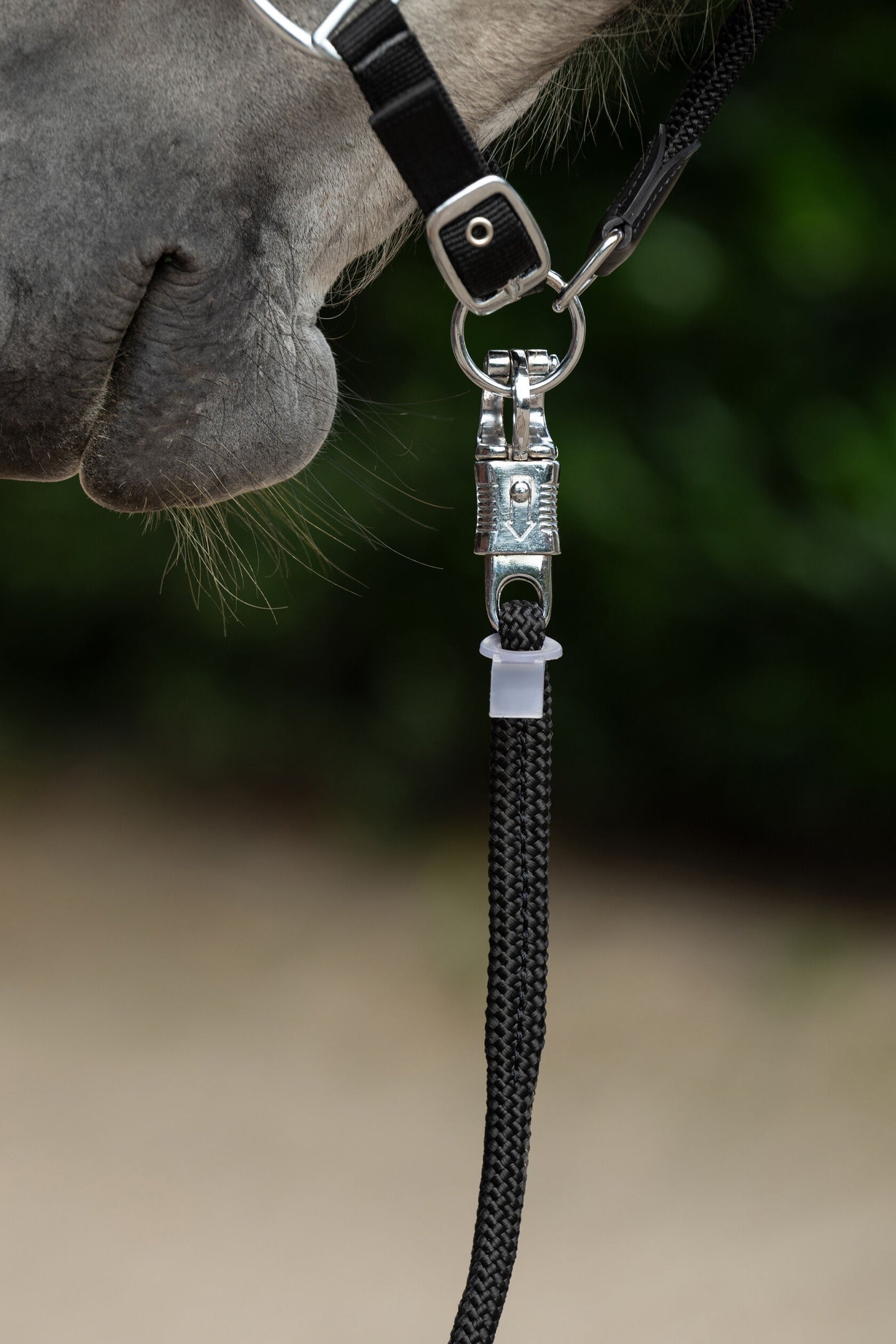 Ramal -Carlotta- con mosquetón de seguridad HKM para equitación - vista 4