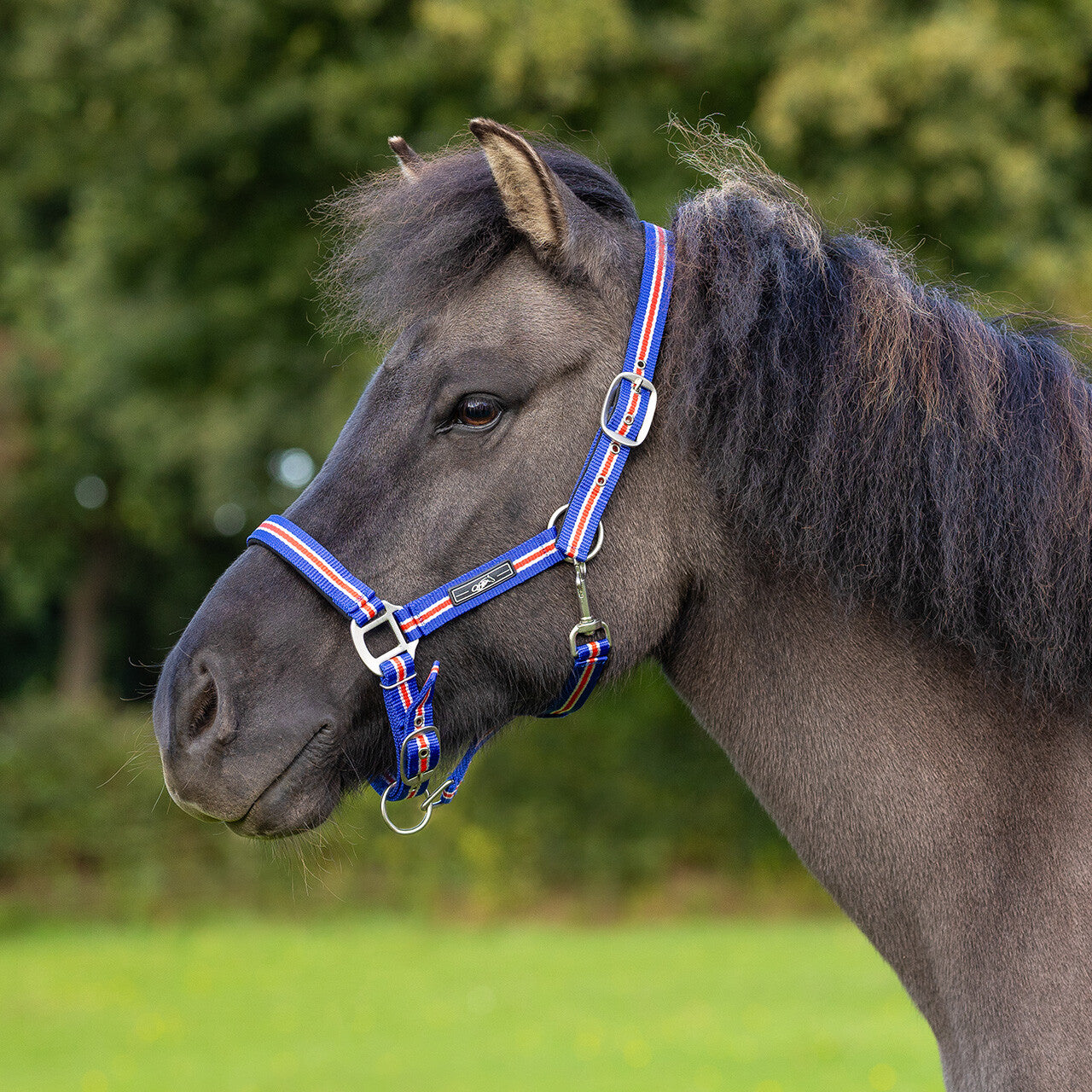 Cabezada de cuadra Head collar Icelandic QHP para equitación - vista 3