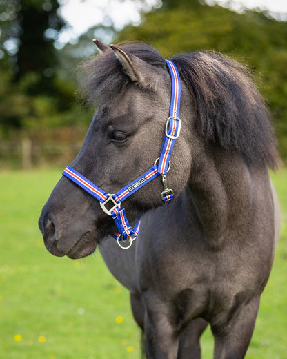 Cabezada de cuadra Head collar Icelandic QHP para equitación - vista 5