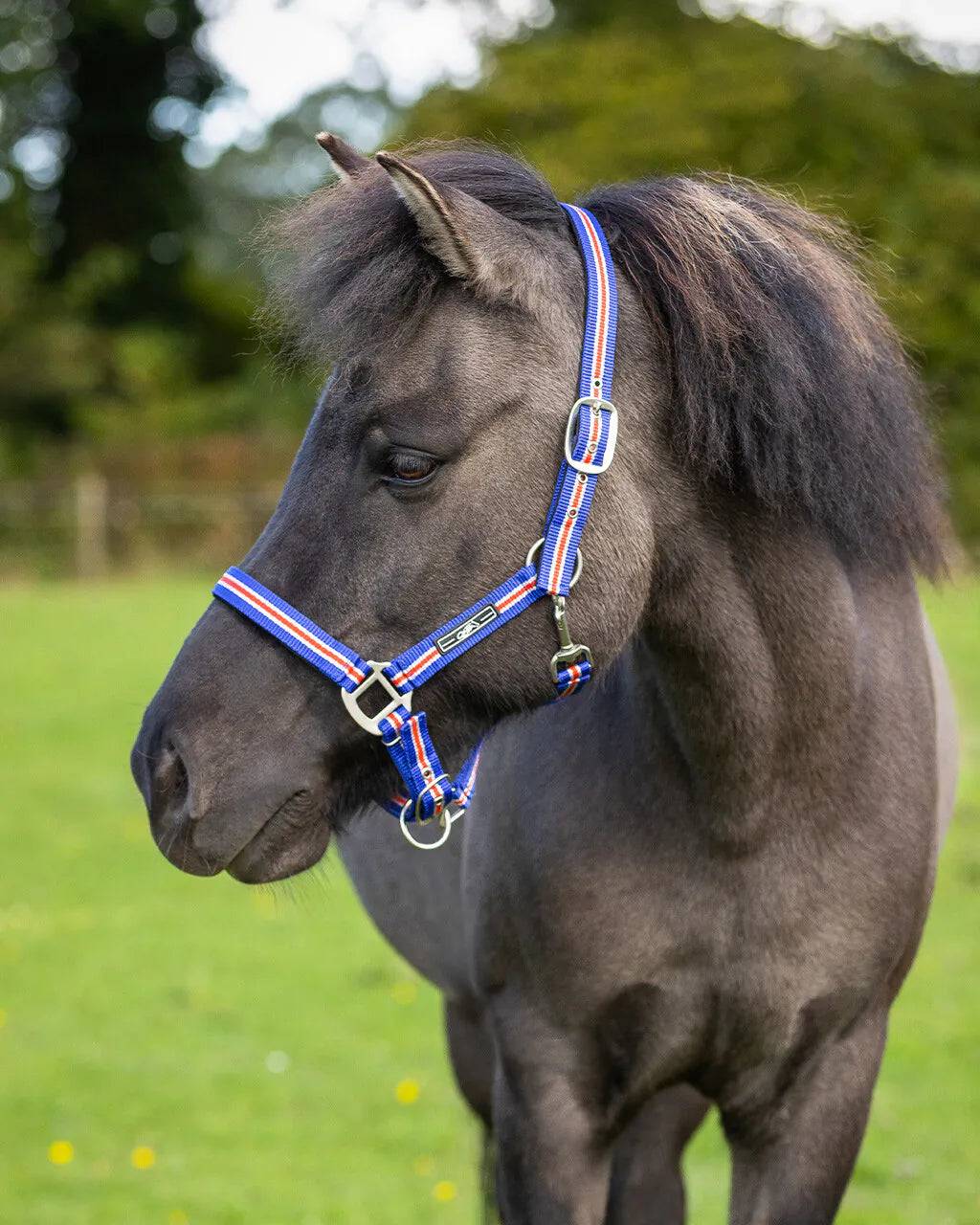 Cabezada de cuadra Head collar Icelandic QHP para equitación - vista 6