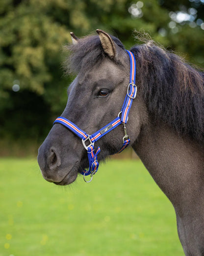 Cabezada de cuadra Head collar Icelandic QHP para equitación - vista 8