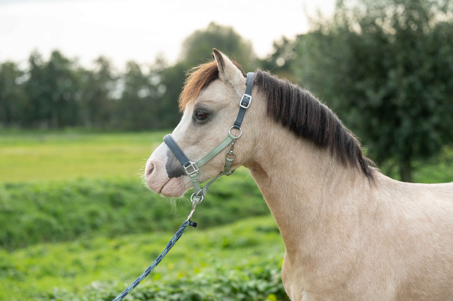 Cabezada -Barnie HKM para equitación - vista 3