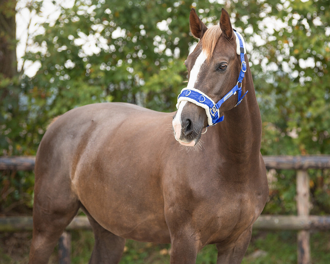 Cabezada de cuadra Cavesson QHP para equitación - vista 34