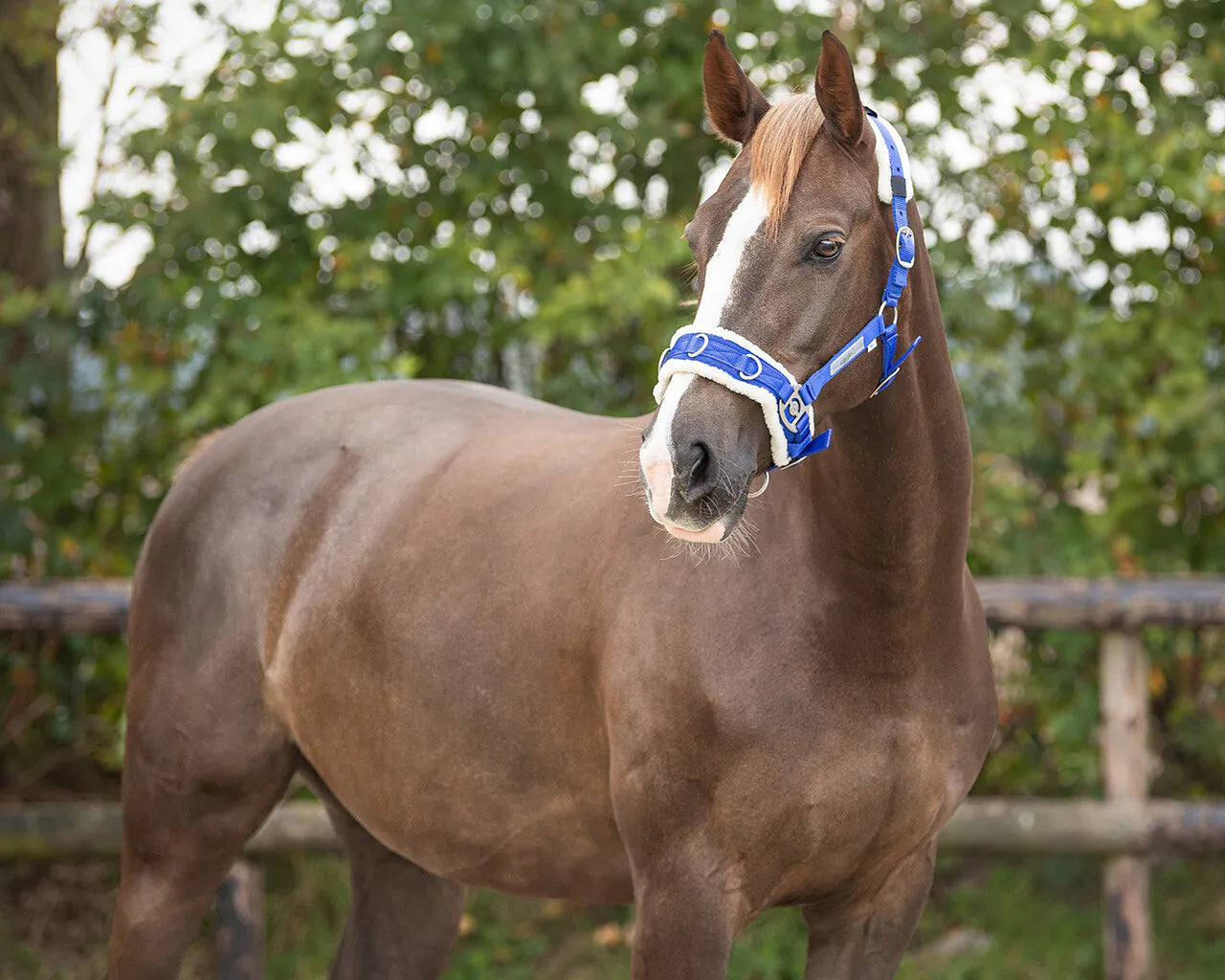 Cabezada de cuadra Cavesson QHP para equitación - vista 10