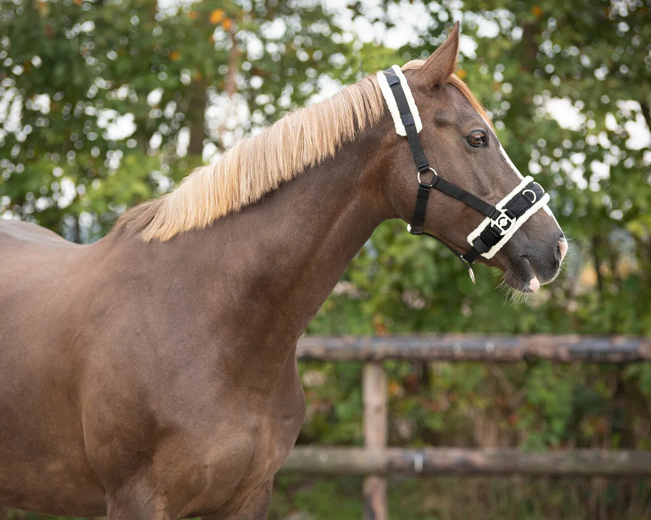 Cabezada de cuadra Cavesson QHP para equitación - vista 16