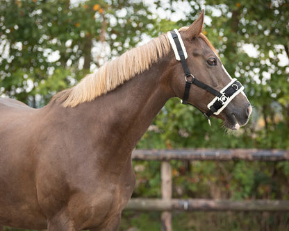 Cabezada de cuadra Cavesson QHP para equitación - vista 16