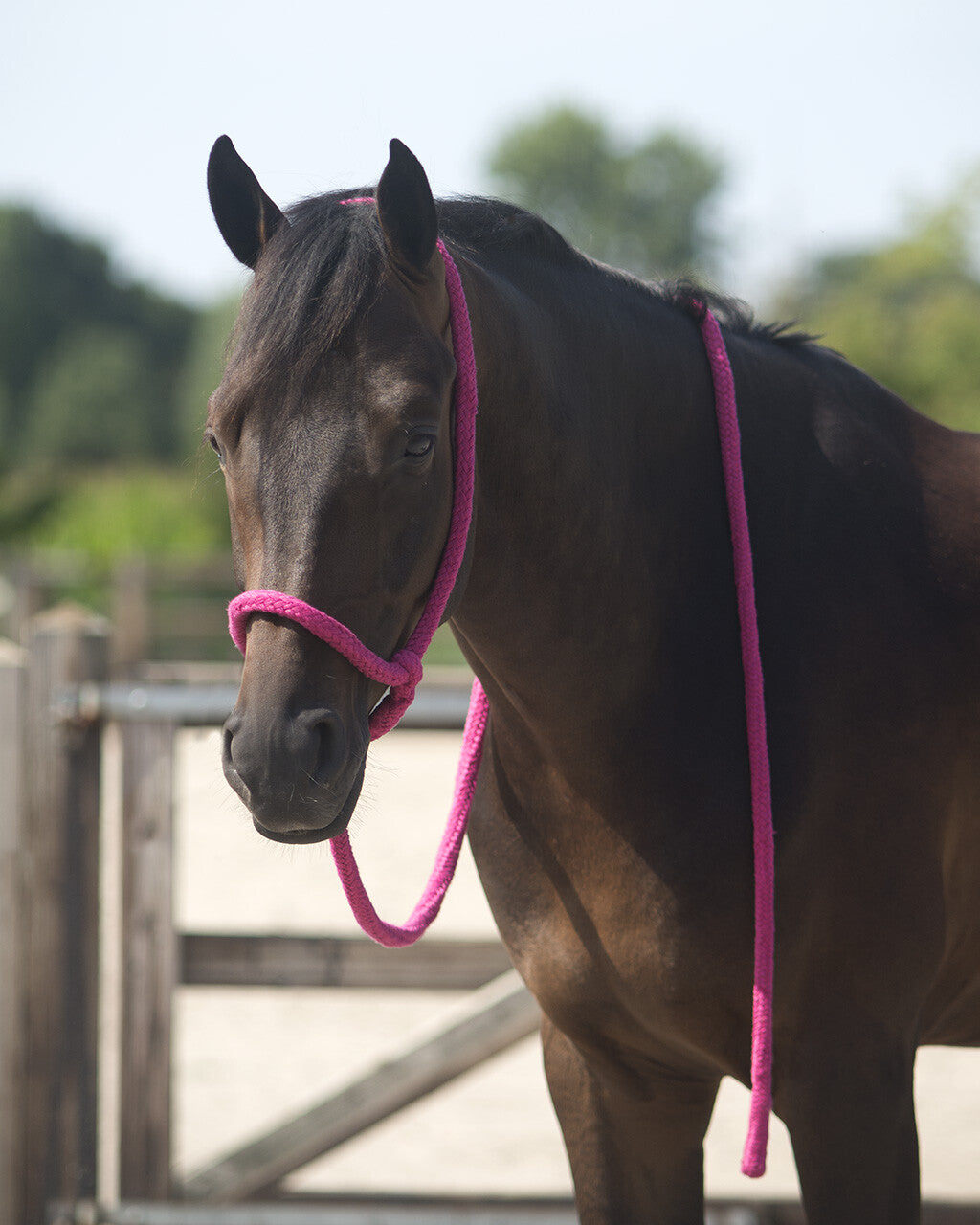 Cabezada de cuadra Lead halter QHP para equitación - vista 11