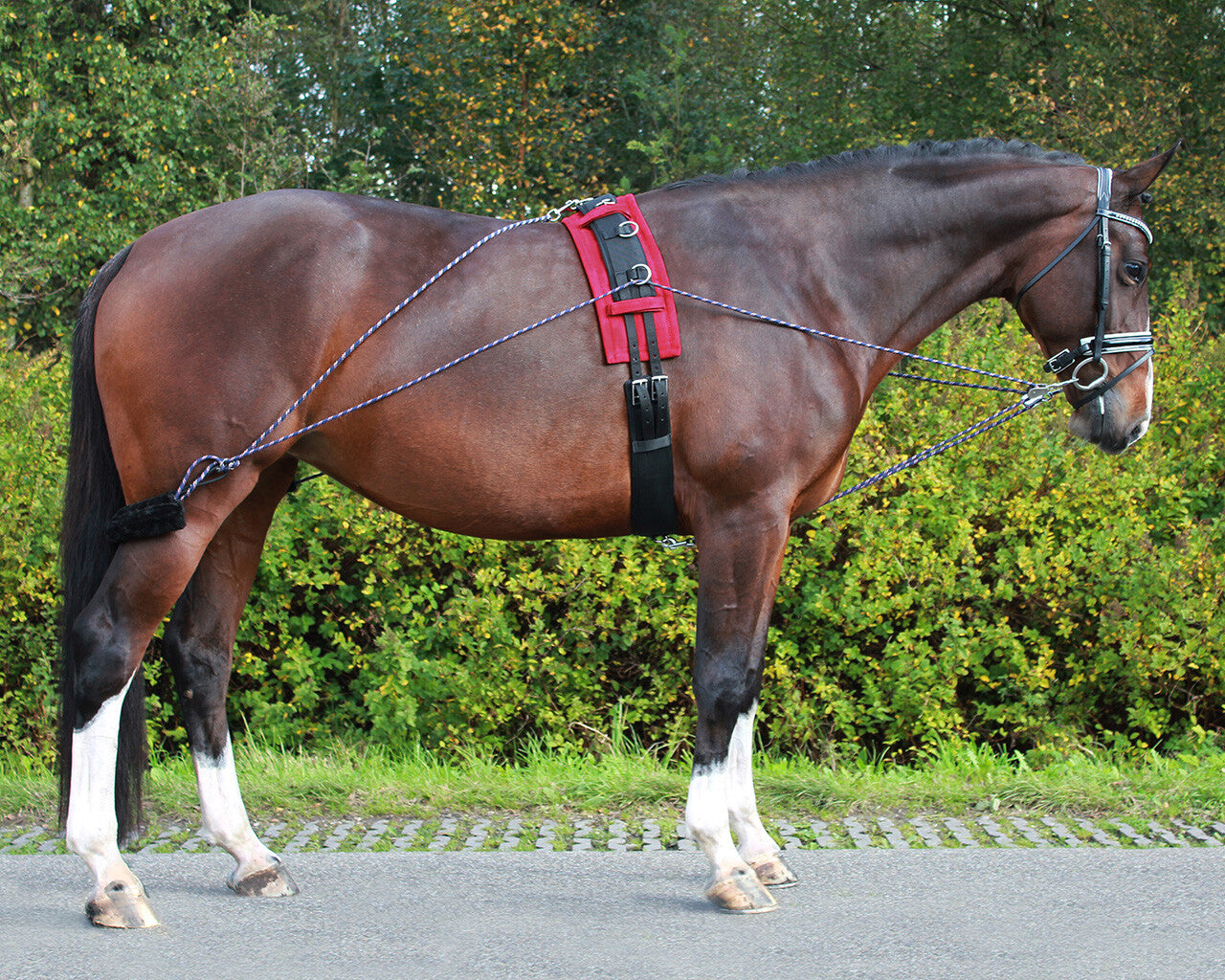 Accesorio ecuestre Lunging entrenamiento system QHP para equitación - vista 3