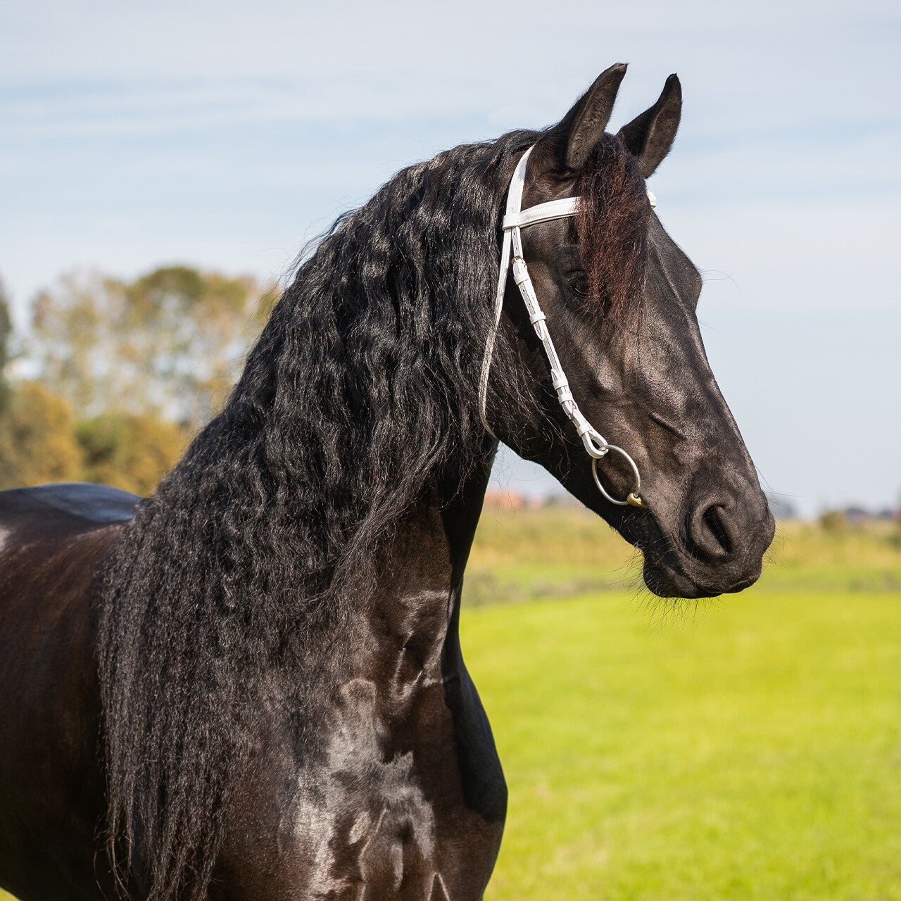 Cabezada inglesa Show Cabezada inglesa QHP para equitación - vista 11
