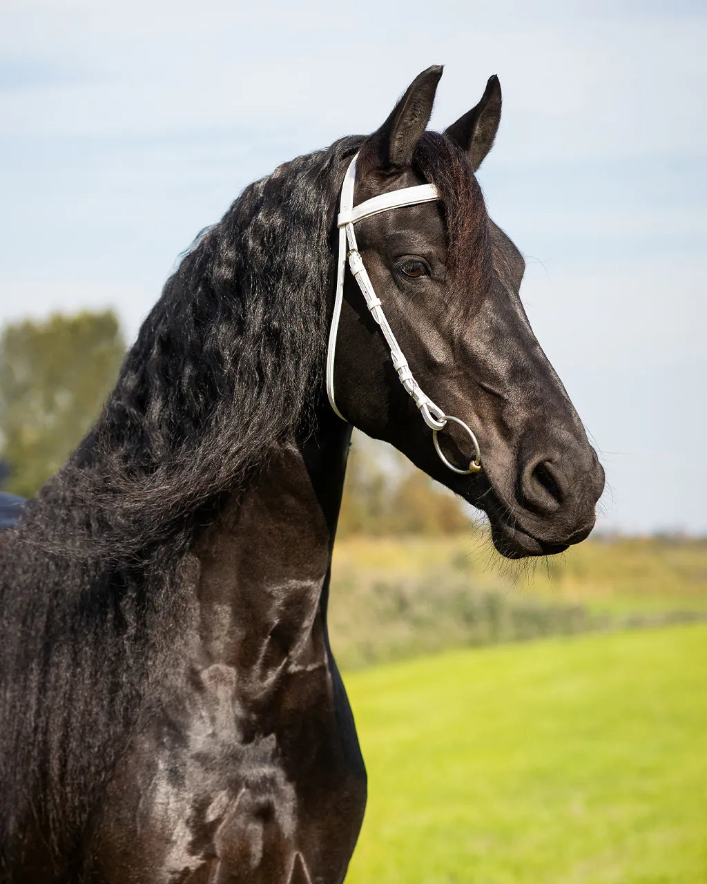 Cabezada inglesa Show bridle QHP para equitación - vista 6