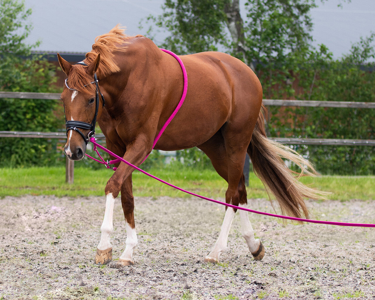 Mantillas Lunging rope QHP para equitación - vista 15