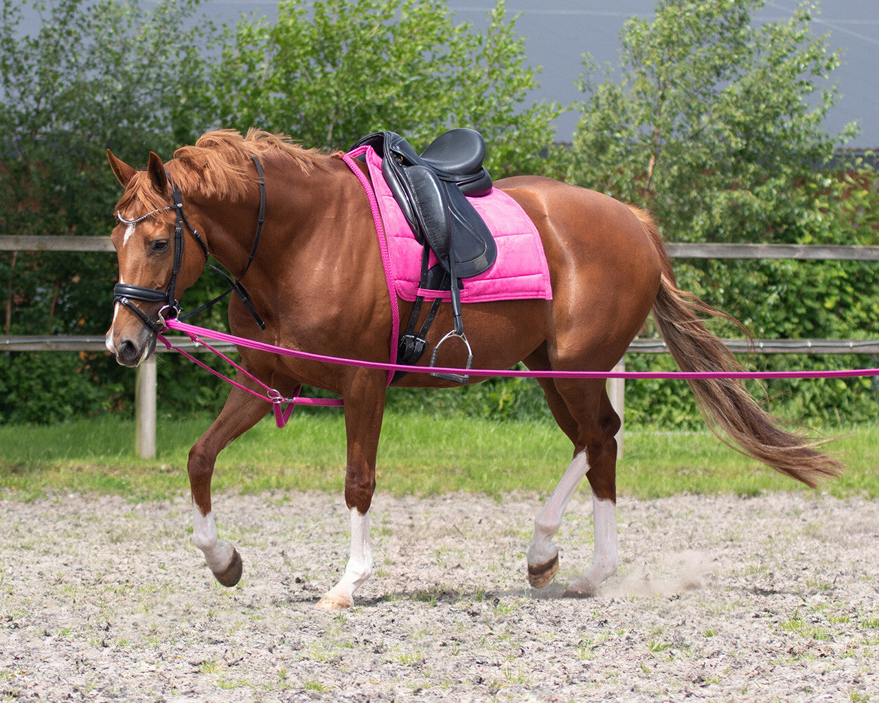 Mantillas Lunging rope QHP para equitación - vista 7