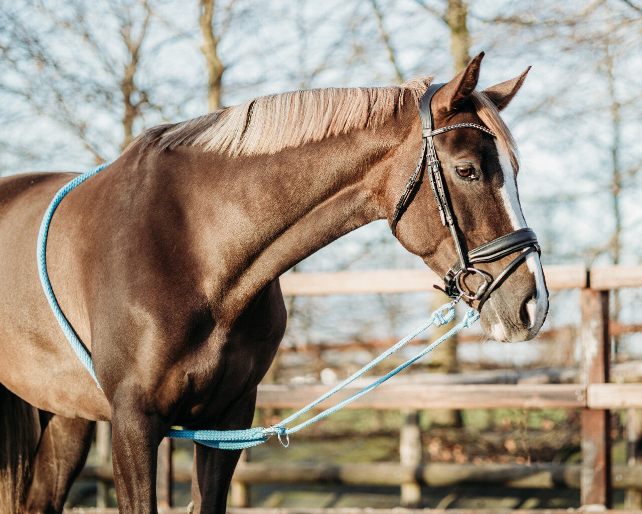 Mantillas Lunging rope QHP para equitación - vista 20