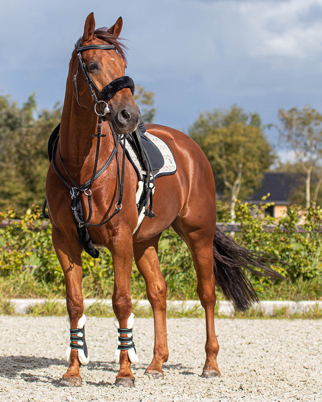 Cabezadas Martingale cover fur QHP para equitación - vista 21