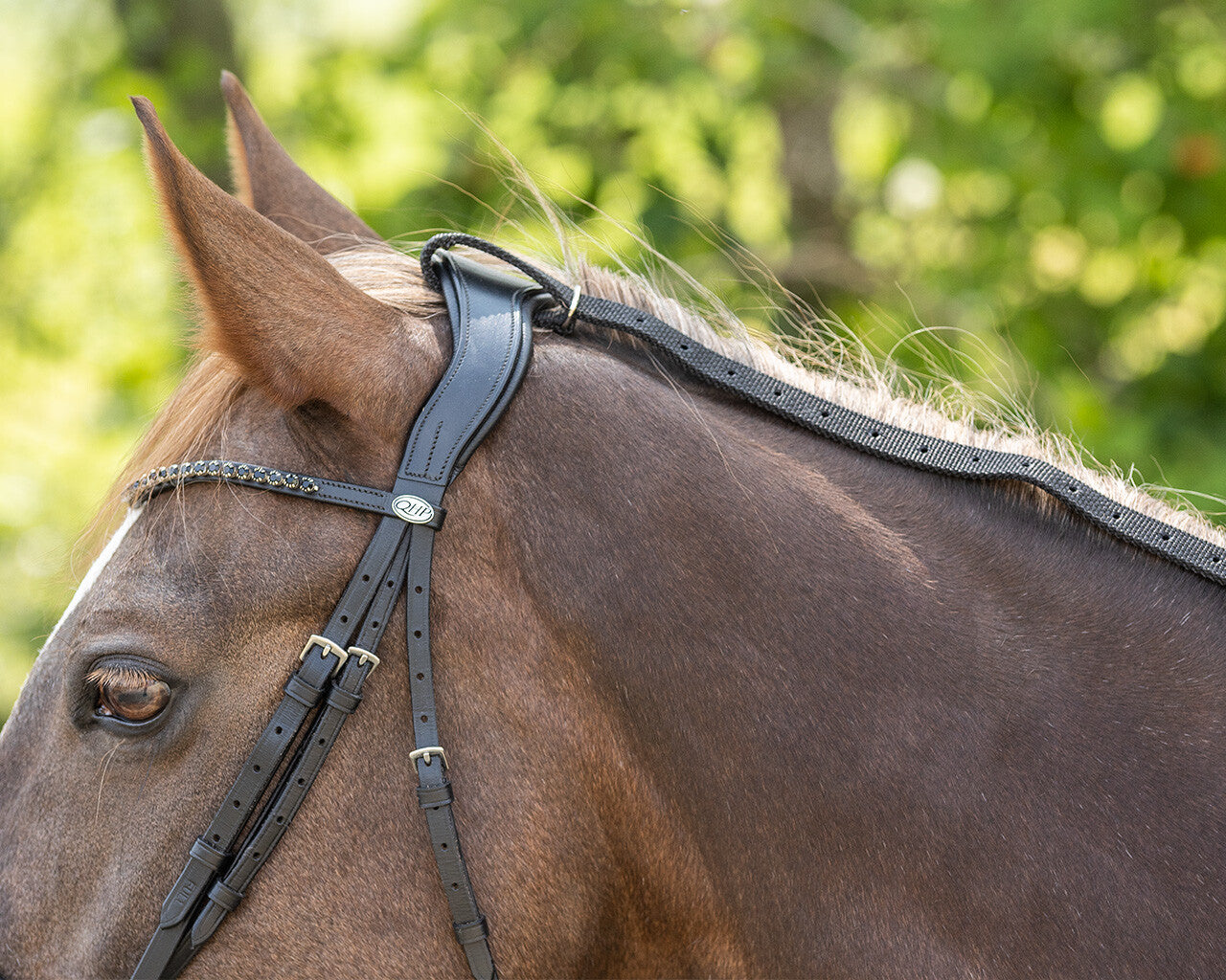 Riendas Daisy Rein QHP para equitación - vista 18