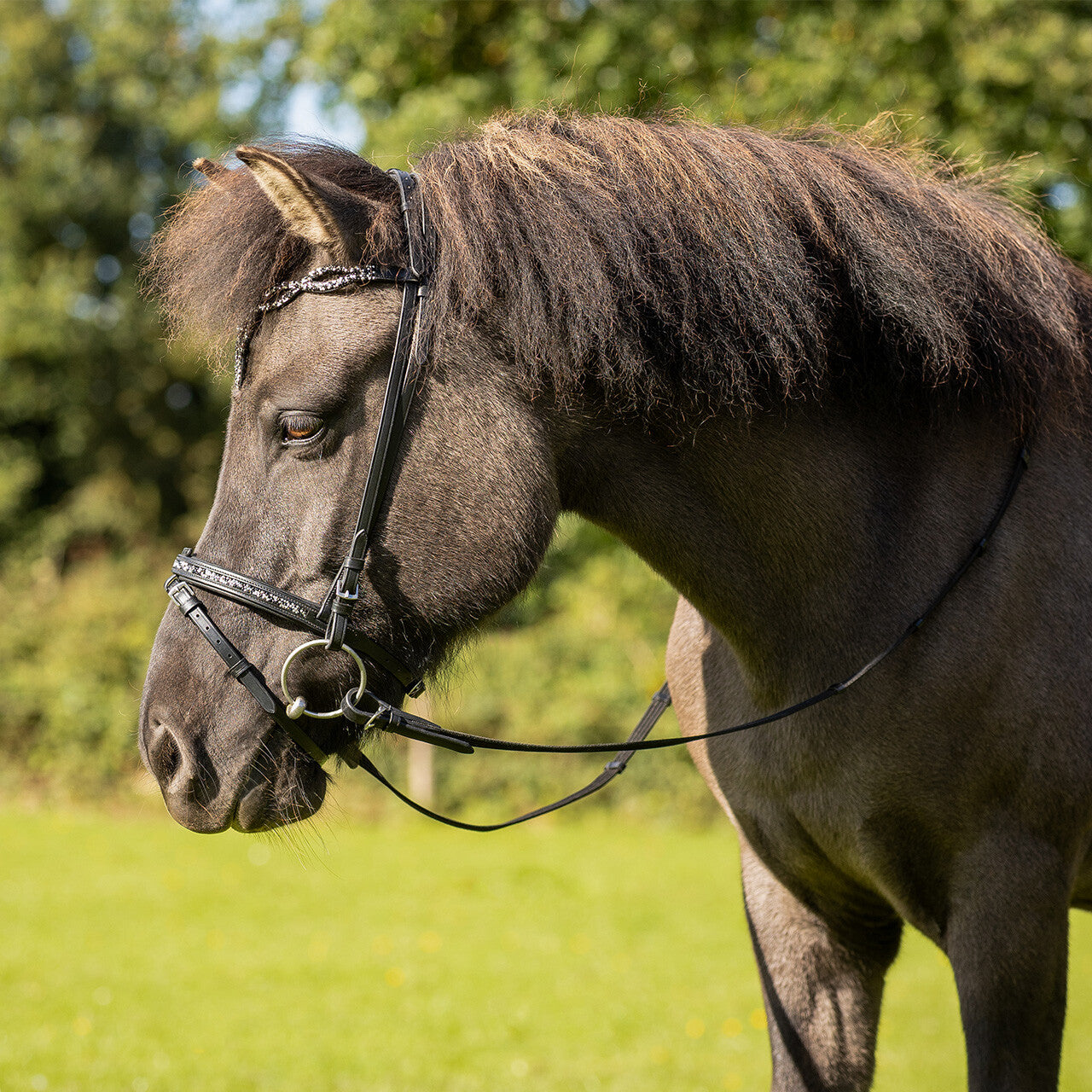 Cabezada inglesa Cabezada inglesa Icelandic Frosti incl. reins QHP para equitación - vista 7