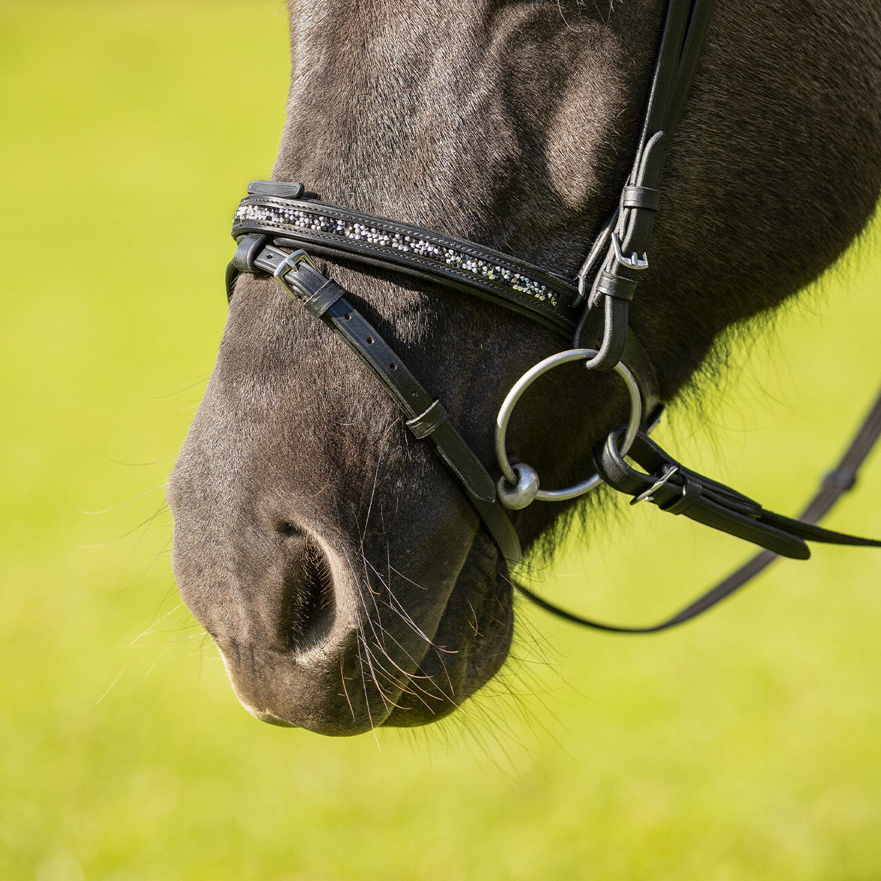 Cabezada inglesa Cabezada inglesa Icelandic Frosti incl. reins QHP para equitación - vista 13