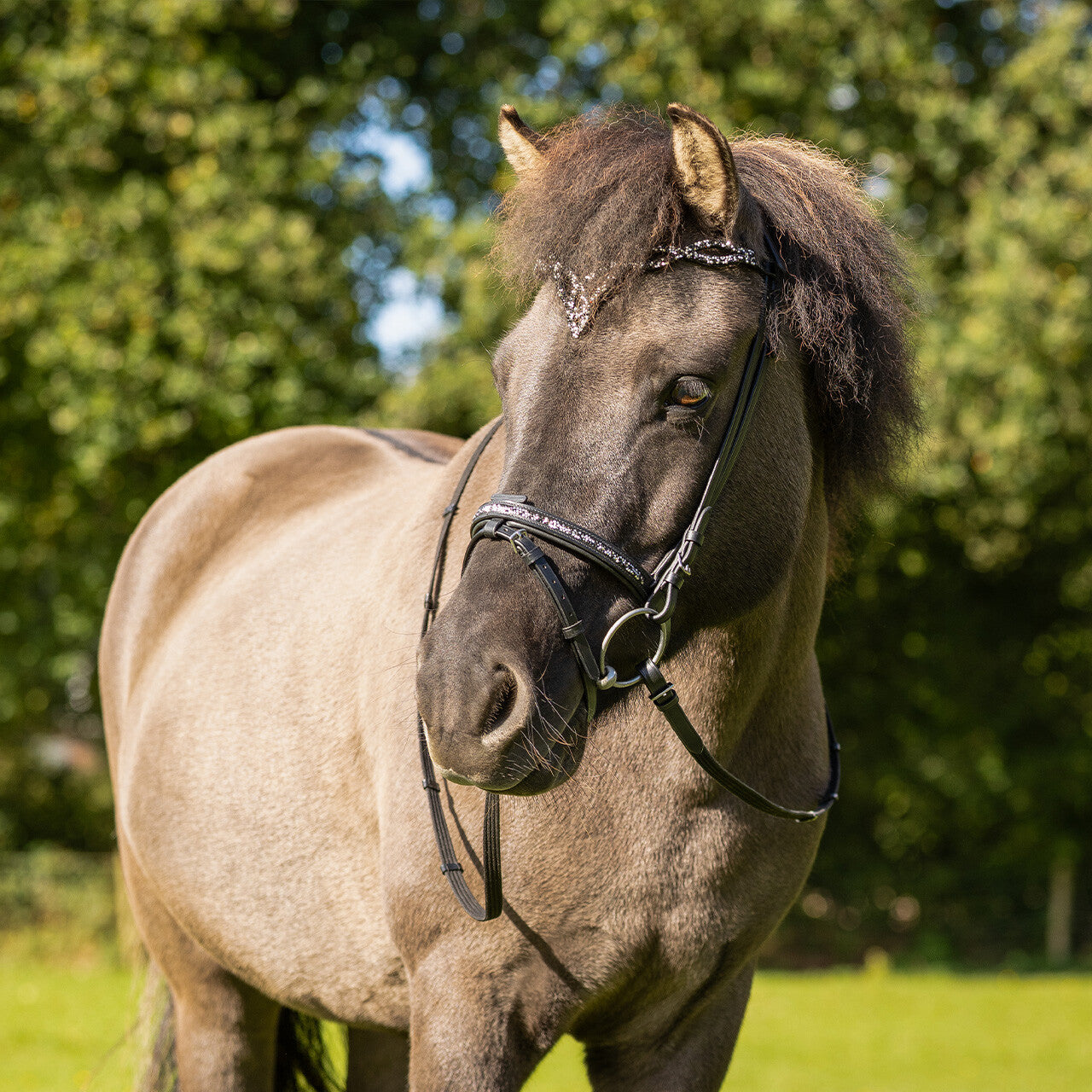 Cabezada inglesa Cabezada inglesa Icelandic Frosti incl. reins QHP para equitación - vista 15