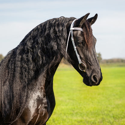 Cabezada inglesa Show bridle Luxe QHP para equitación - vista 3