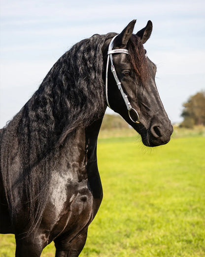 Cabezada inglesa Show Cabezada inglesa Luxe QHP para equitación - vista 6