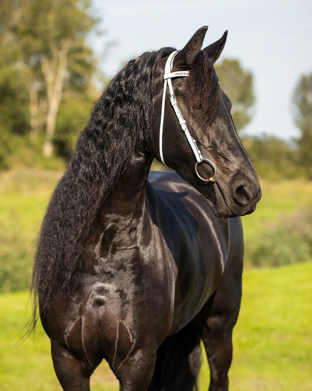 Cabezada inglesa Show Cabezada inglesa Luxe QHP para equitación - vista 12