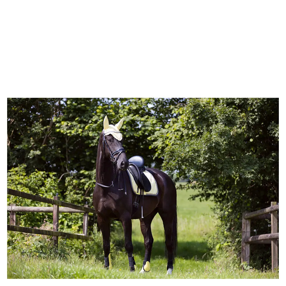 Protectores Traseros Br Event no elásticos